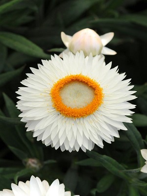 BRACTEANTHA Mohave White